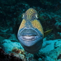   love this fellow. Just look his teeth botox lips. mention Marty Feldman looking eyes. was lucky because trigger fish usually moving away quick when you approach them. fellow lips eyes them  
